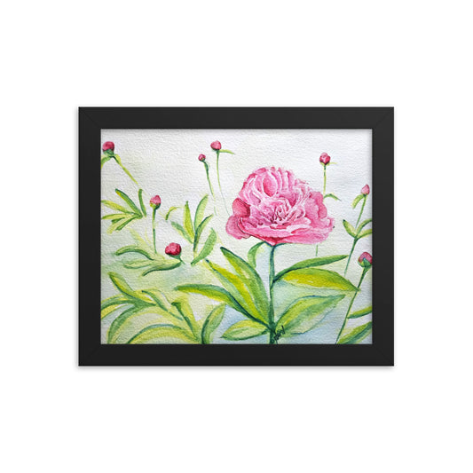 Peony - Framed poster